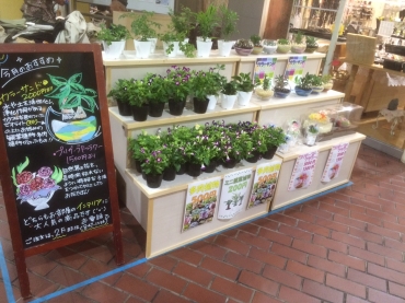 「上田花麗園」　（長崎県長崎市）の花屋店舗写真3